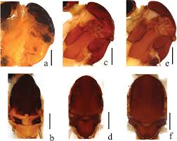 Attēlu rezultāti vaicājumam “Ptychoptera sp. female”