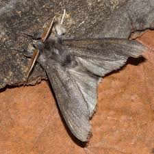 Attēlu rezultāti vaicājumam “Calliteara pudibunda”