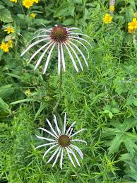 Image result for Echinacea pallida