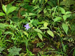 Image result for Browallia speciosa