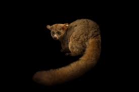 Attēlu rezultāti vaicājumam “Gymnostomum calcareum macro”