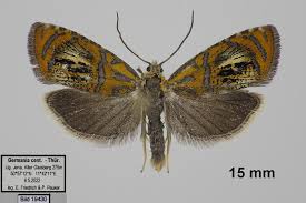 Attēlu rezultāti vaicājumam “Olethreutes arcuella”