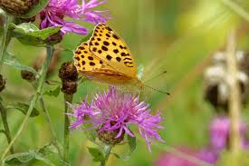 Attēlu rezultāti vaicājumam “Argynnis laodice underside”