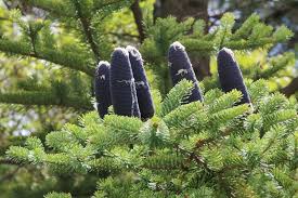 Attēlu rezultāti vaicājumam “Abies veitchii”