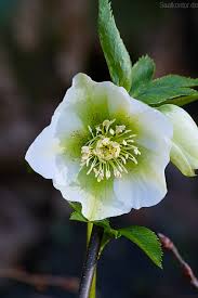 Image result for Christrose