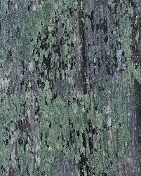 Attēlu rezultāti vaicājumam “Trapeliopsis flexuosa”