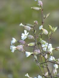 Attēlu rezultāti vaicājumam “Silene latifolia subsp. alba flower”