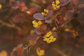 Attēlu rezultāti vaicājumam “Berberis thunbergii flower”
