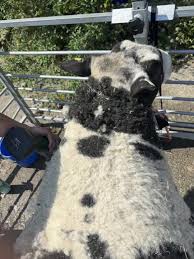 Image result for Teamsheep