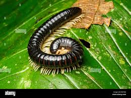 Attēlu rezultāti vaicājumam “Myriapoda”