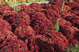 Image result for Chrysanthemum spectabile