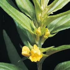 Attēlu rezultāti vaicājumam “Melampyrum sylvaticum leaf”