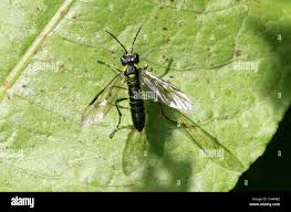 Attēlu rezultāti vaicājumam “Tenthredinidae”