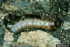 Attēlu rezultāti vaicājumam “Thanasimus formicarius”