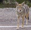 Coyote - Wikipedia, the free encyclopedia