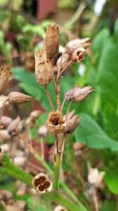 Attēlu rezultāti vaicājumam “Nicotiana tabacum fruit”