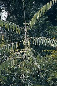 Image result for Calamus nodosus