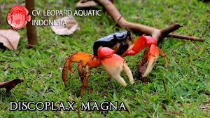 Attēlu rezultāti vaicājumam “Tubifera magna”