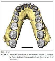 Image result for Argyrosomus inodorus