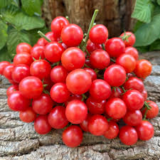 Afbeeldingsresultaat voor rose quartz tomato