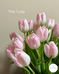 Attēlu rezultāti vaicājumam “Tulipa gesneriana flower”