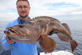 Image result for Ophiodon elongatus