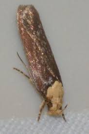 Attēlu rezultāti vaicājumam “Depressaria depressana”