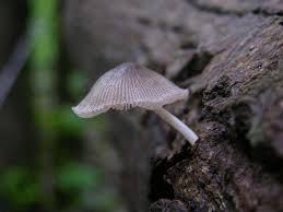 Attēlu rezultāti vaicājumam “Mycena abramsii”