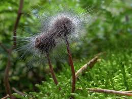 Attēlu rezultāti vaicājumam “Spinellus fusiger”