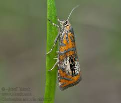 Attēlu rezultāti vaicājumam “Olethreutes arcuella”