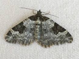 Attēlu rezultāti vaicājumam “Xanthorhoe fluctuata”