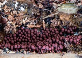 Attēlu rezultāti vaicājumam “Willkommlangea reticulata plasmodium”