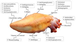 Image result for Cucumaria frondosa