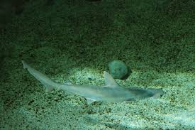 Image result for Sphyrna tiburo