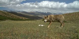 Image result for Weston Rhyn Wolves