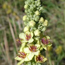 Attēlu rezultāti vaicājumam “Verbascum nigrum leaf”