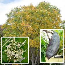 Attēlu rezultāti vaicājumam “Gymnocladus dioicus flower”