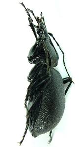 Attēlu rezultāti vaicājumam “Cychrus caraboides”