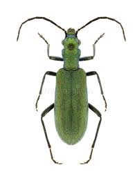 Attēlu rezultāti vaicājumam “Chrysanthia geniculata”