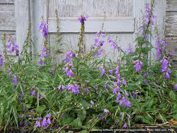 Image result for Campanula rapunculoides