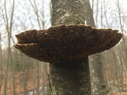 Attēlu rezultāti vaicājumam “Daedaleopsis confragosa”