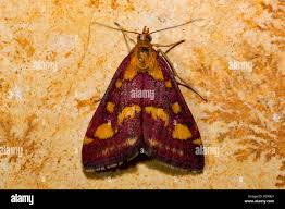 Attēlu rezultāti vaicājumam “Pyrausta aurata”