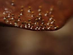 Attēlu rezultāti vaicājumam “Physarum, Nannengaella sp.”