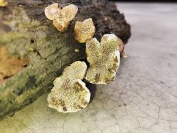 Attēlu rezultāti vaicājumam “Stereum rugosum”