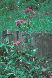 Attēlu rezultāti vaicājumam “Armeria vulgaris leaf”
