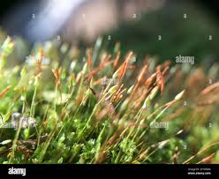 Attēlu rezultāti vaicājumam “Tetraphis pellucida sporophyte”