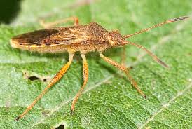 Attēlu rezultāti vaicājumam “Rhopalus maculatus”