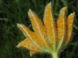 Attēlu rezultāti vaicājumam “Trachyspora intrusa”