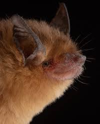 Attēlu rezultāti vaicājumam “Rhopalus maculatus imago”