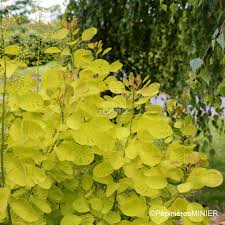 Attēlu rezultāti vaicājumam “Cotinus coggygria”